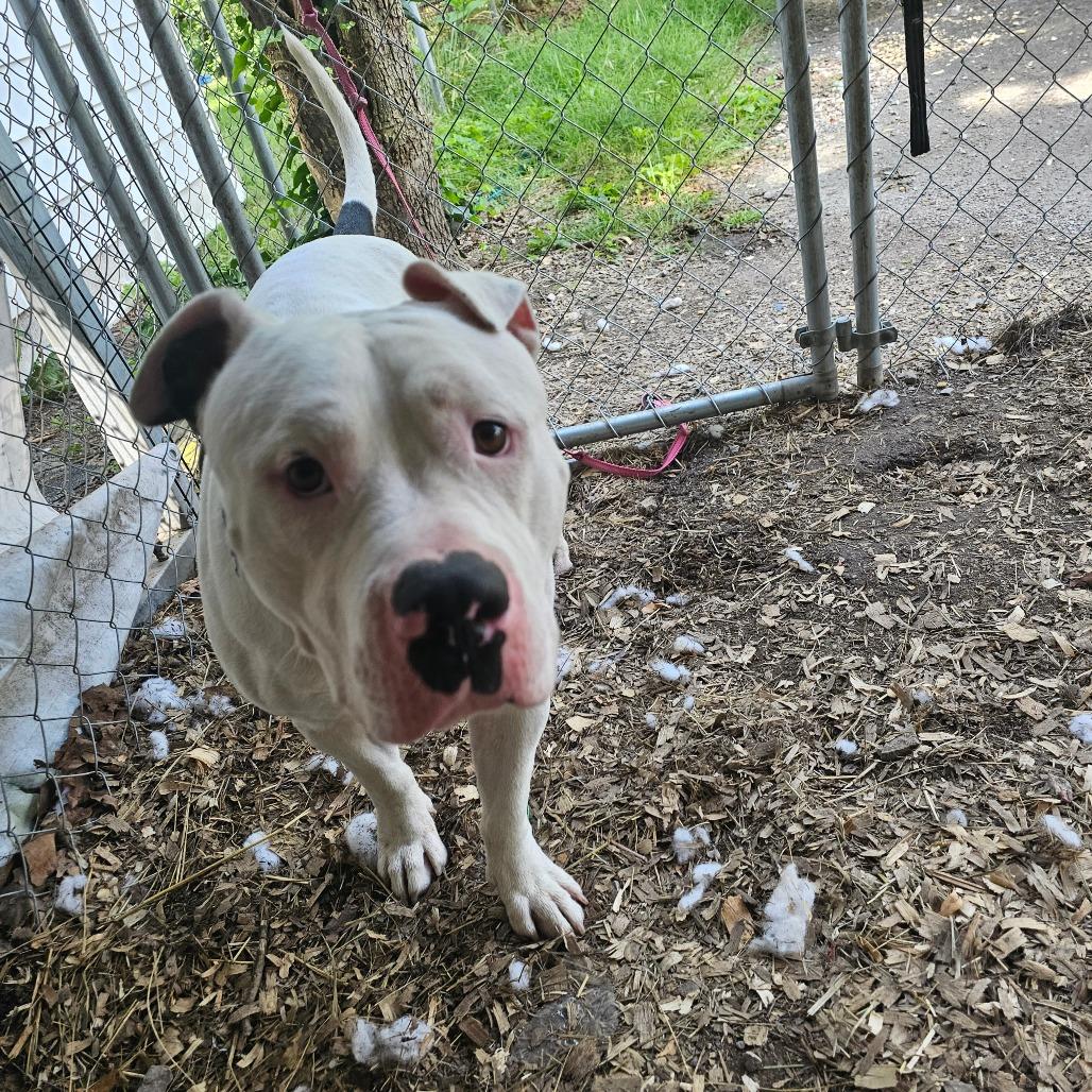 Enlarge Splotter, a Adoptable Pit Bull Terrier in Rossville, GA image 2/6