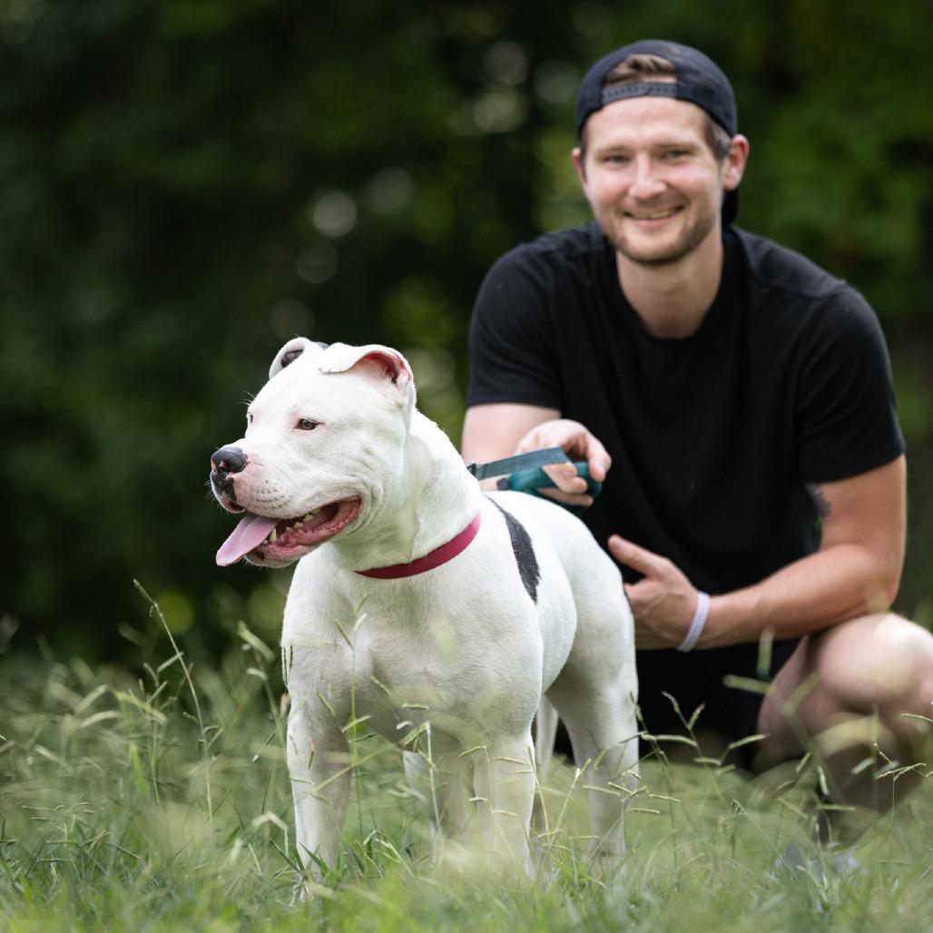Enlarge Splotter, a Adoptable Pit Bull Terrier in Rossville, GA image 3/6