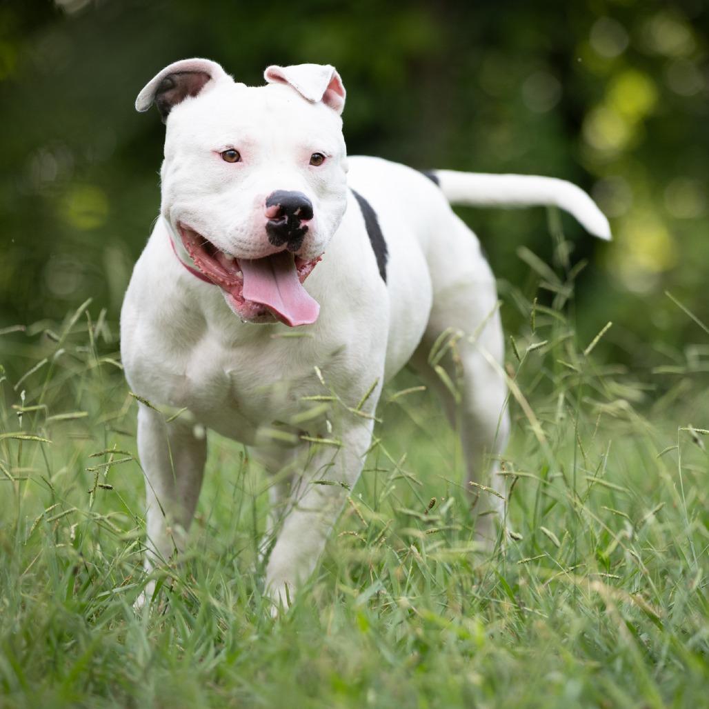 Enlarge Splotter, a Adoptable Pit Bull Terrier in Rossville, GA image 4/6
