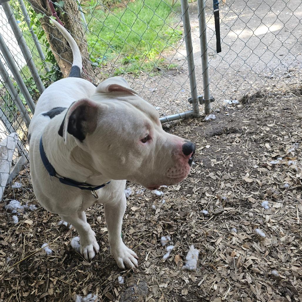 Enlarge Splotter, a Adoptable Pit Bull Terrier in Rossville, GA image 5/6