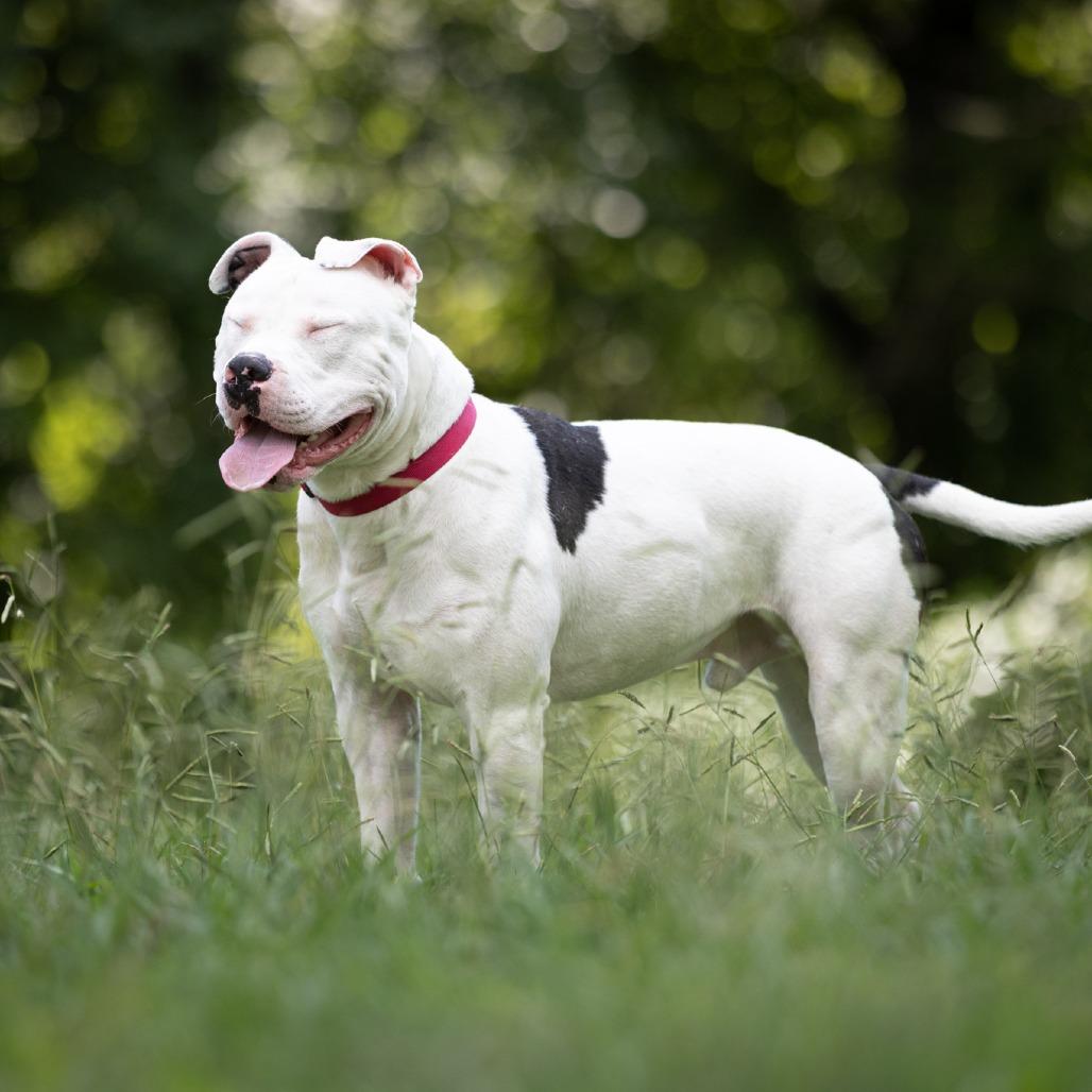 Enlarge Splotter, a Adoptable Pit Bull Terrier in Rossville, GA image 6/6