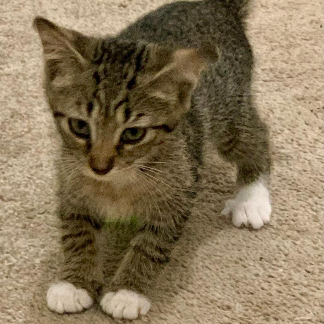 Rue, Baby Female unknown