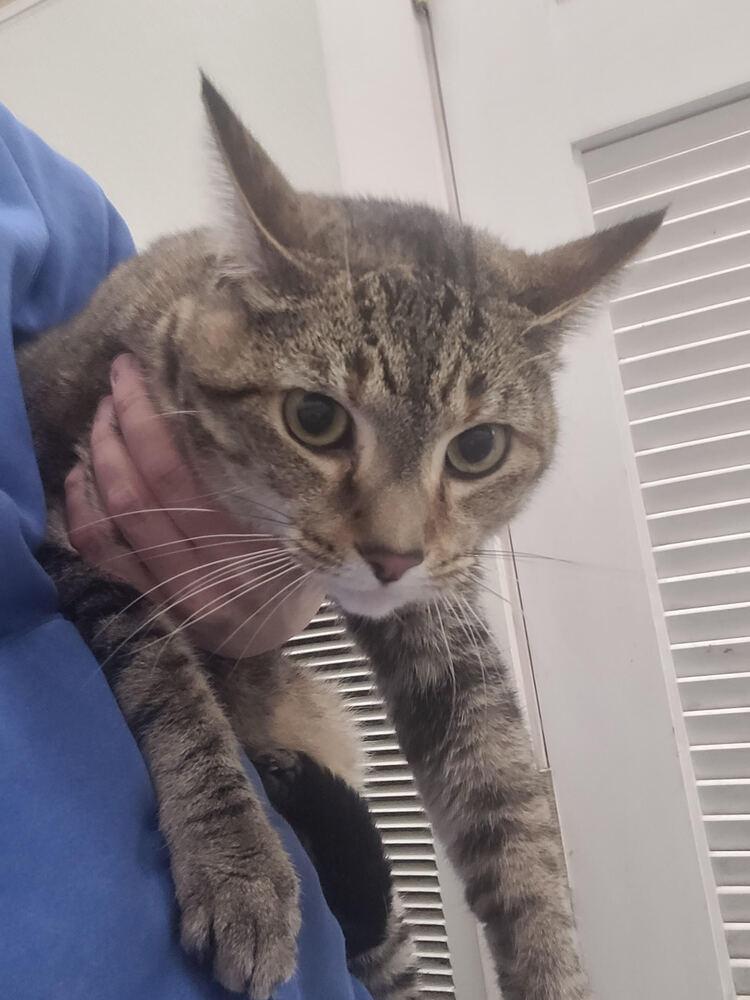 Antigone, Adoptable, Adult Female Domestic Short Hair.