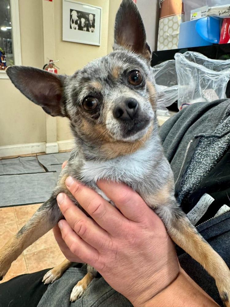Enlarge Pongo, a Adopted mixed breed in Groveland, MA image 1/1