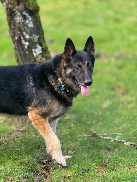 Enlarge Hudson, a Adoptable mixed breed in Seattle, WA image 1/6