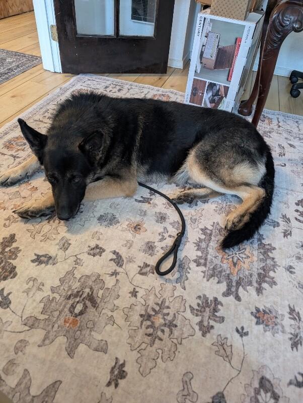 Enlarge Hudson, a Adoptable mixed breed in Seattle, WA image 1/5