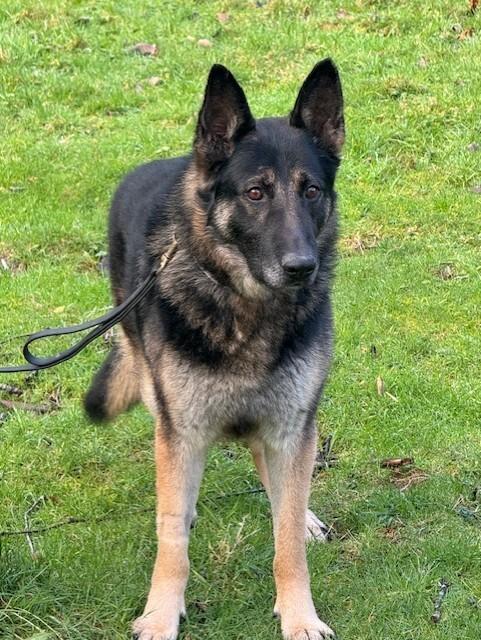 Enlarge Hudson, a Adoptable mixed breed in Seattle, WA image 3/6