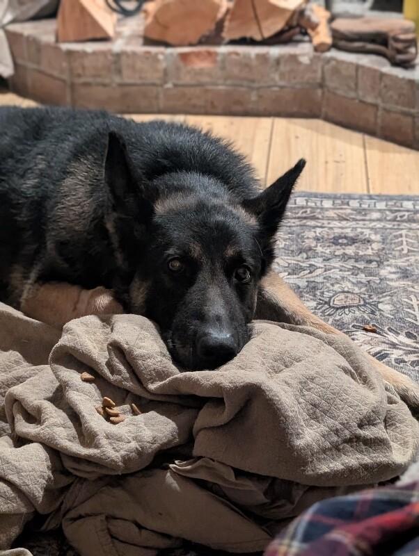 Enlarge Hudson, a Adoptable mixed breed in Seattle, WA image 2/5