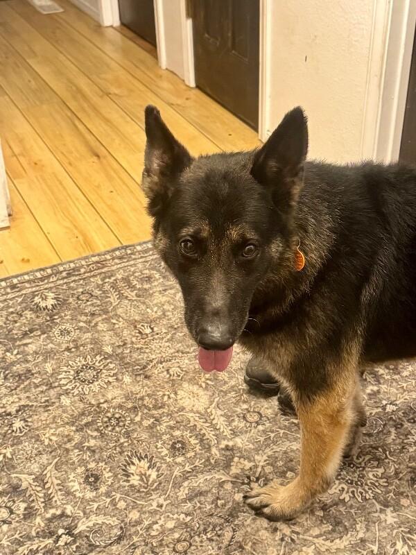 Enlarge Hudson, a Adoptable mixed breed in Seattle, WA image 3/5