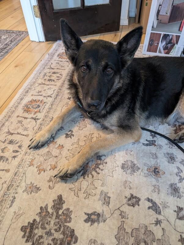 Enlarge Hudson, a Adoptable mixed breed in Seattle, WA image 4/5