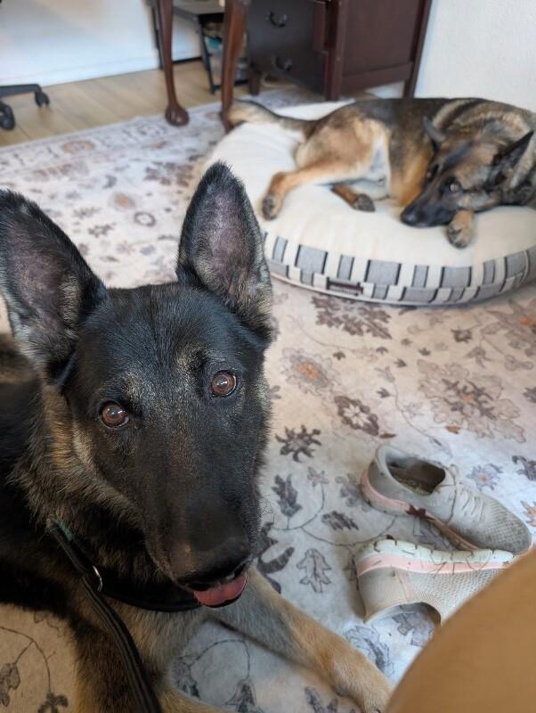 Enlarge Hudson, a Adoptable mixed breed in Seattle, WA image 5/5