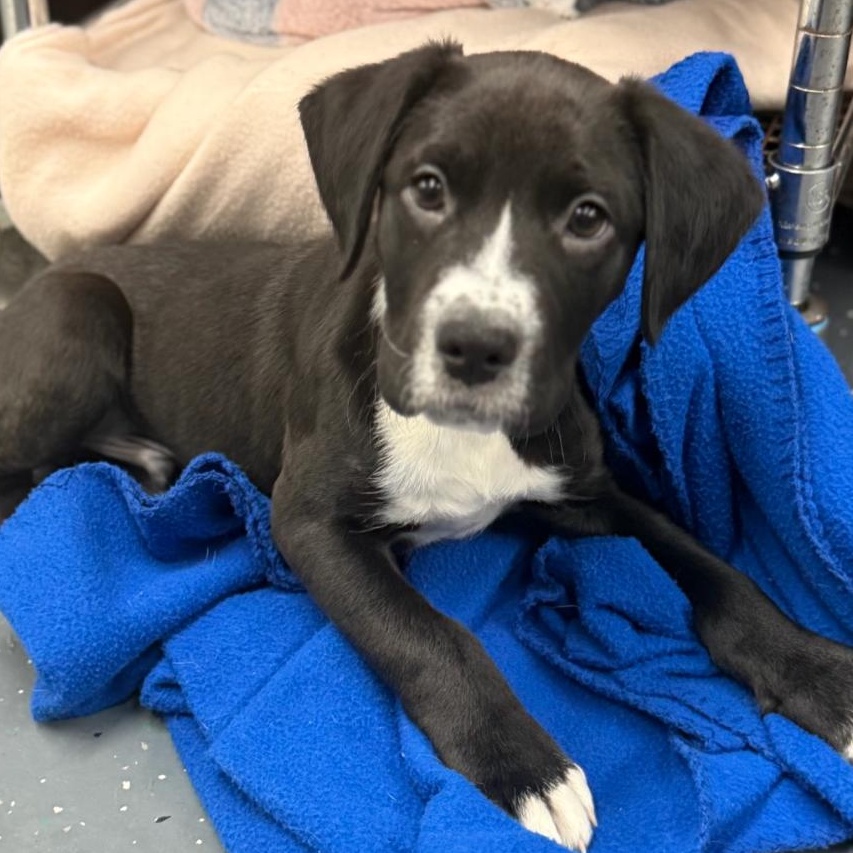 DOC, Adoptable, Puppy Male Boxer.