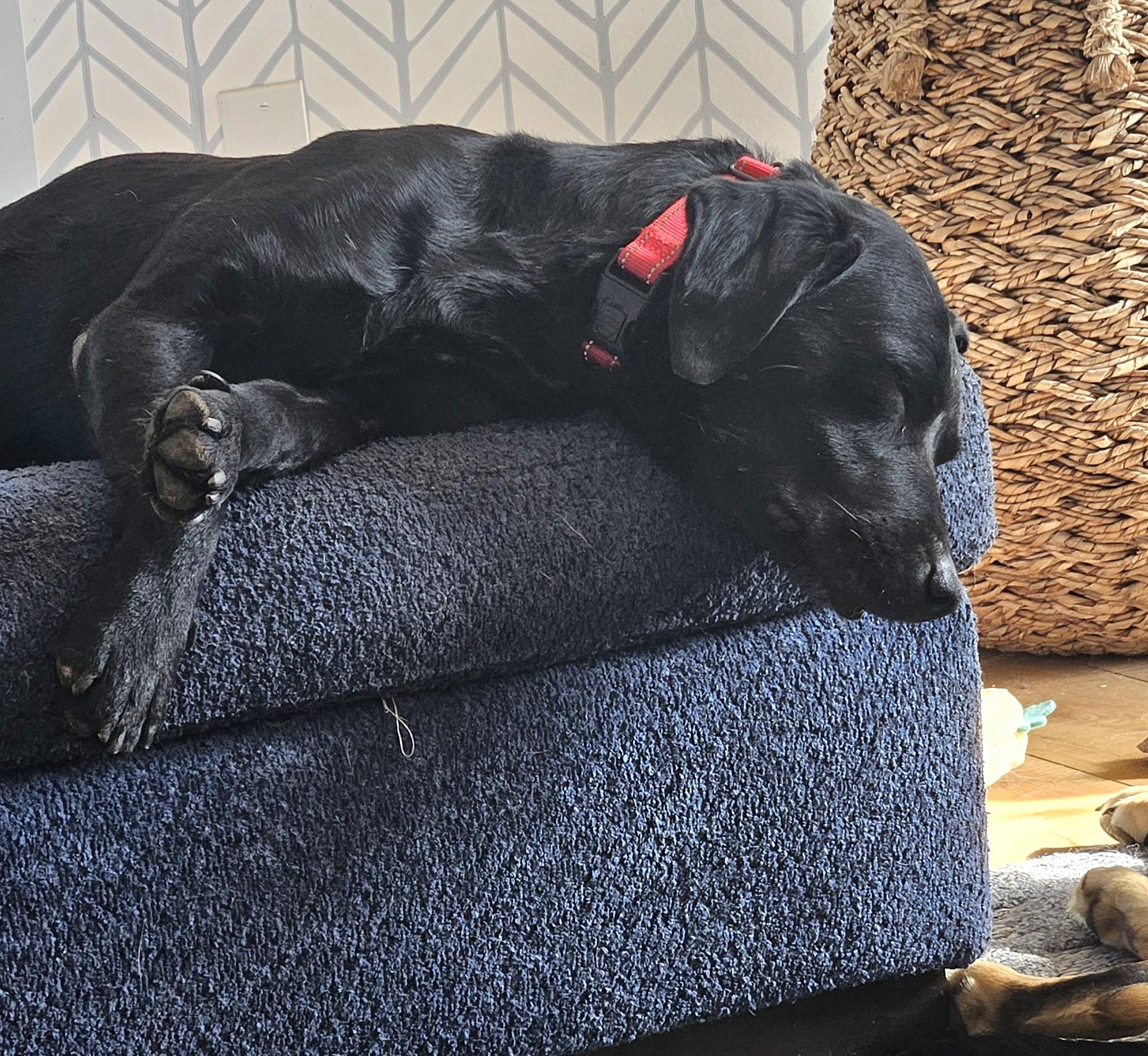 Enlarge Sulley, an adoptable mixed breed in Cumming, GA image 5/5