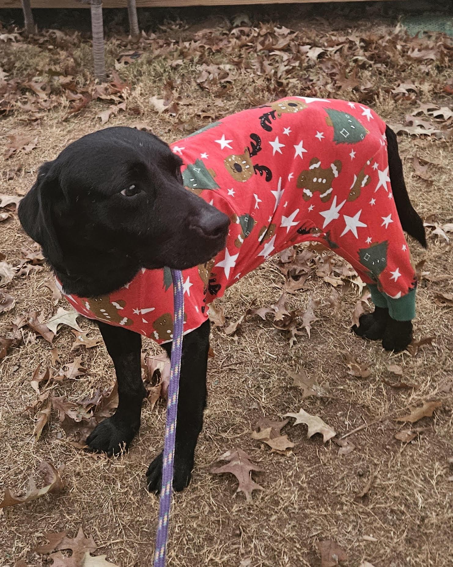 Sulley, an adoptable mixed breed in Cumming, GA image 5/5
