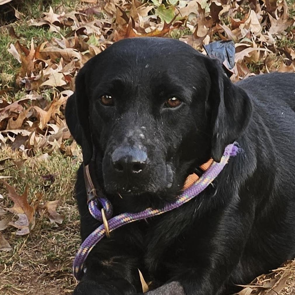 Sulley, an adoptable mixed breed in Cumming, GA image 3/5