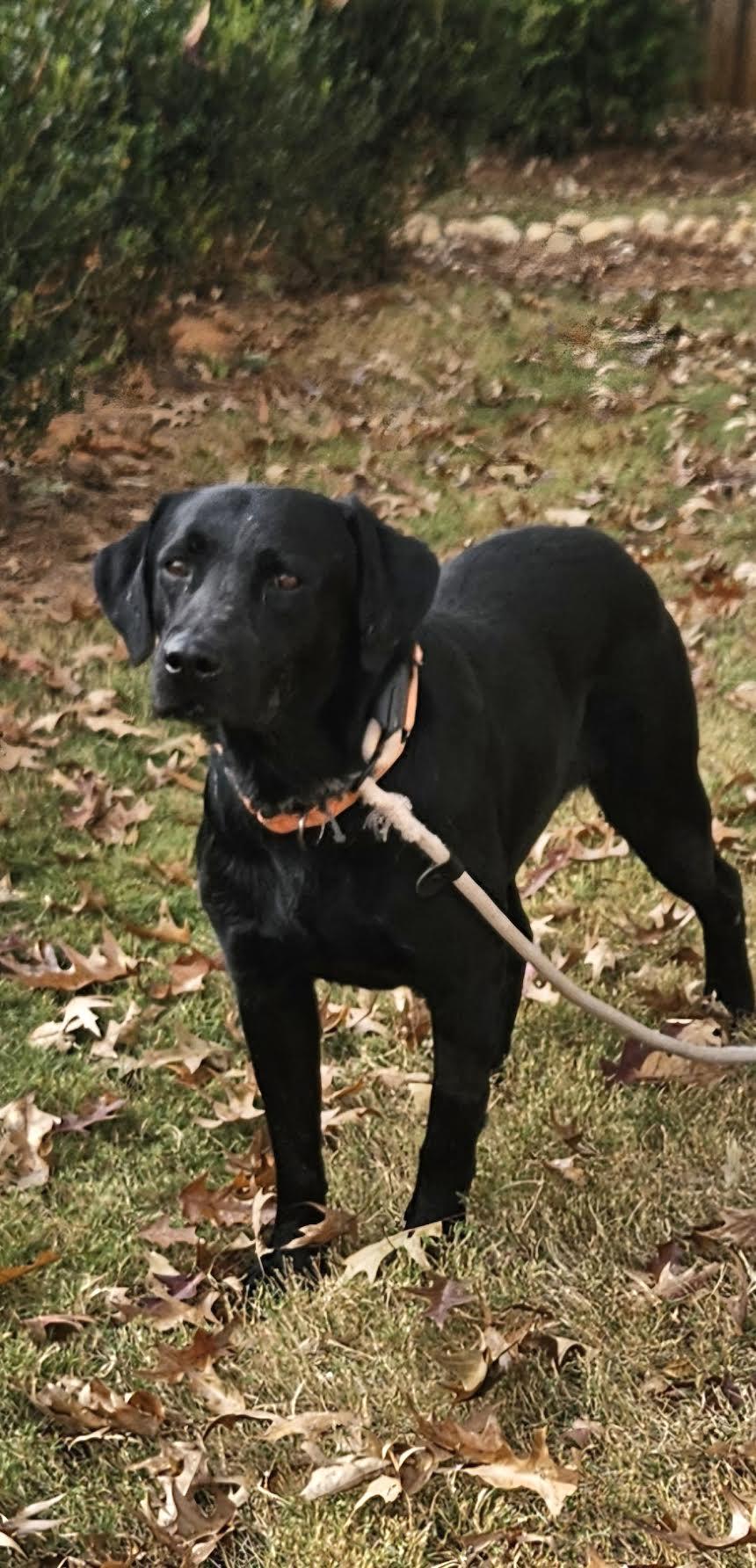 Sulley, an adoptable mixed breed in Cumming, GA image 4/5