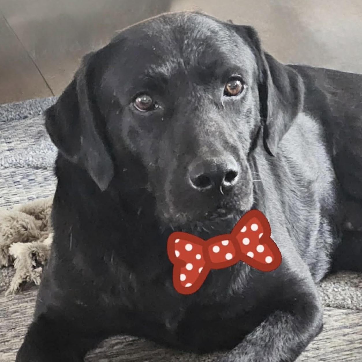 Enlarge Sulley, an adoptable mixed breed in Cumming, GA image 1/5