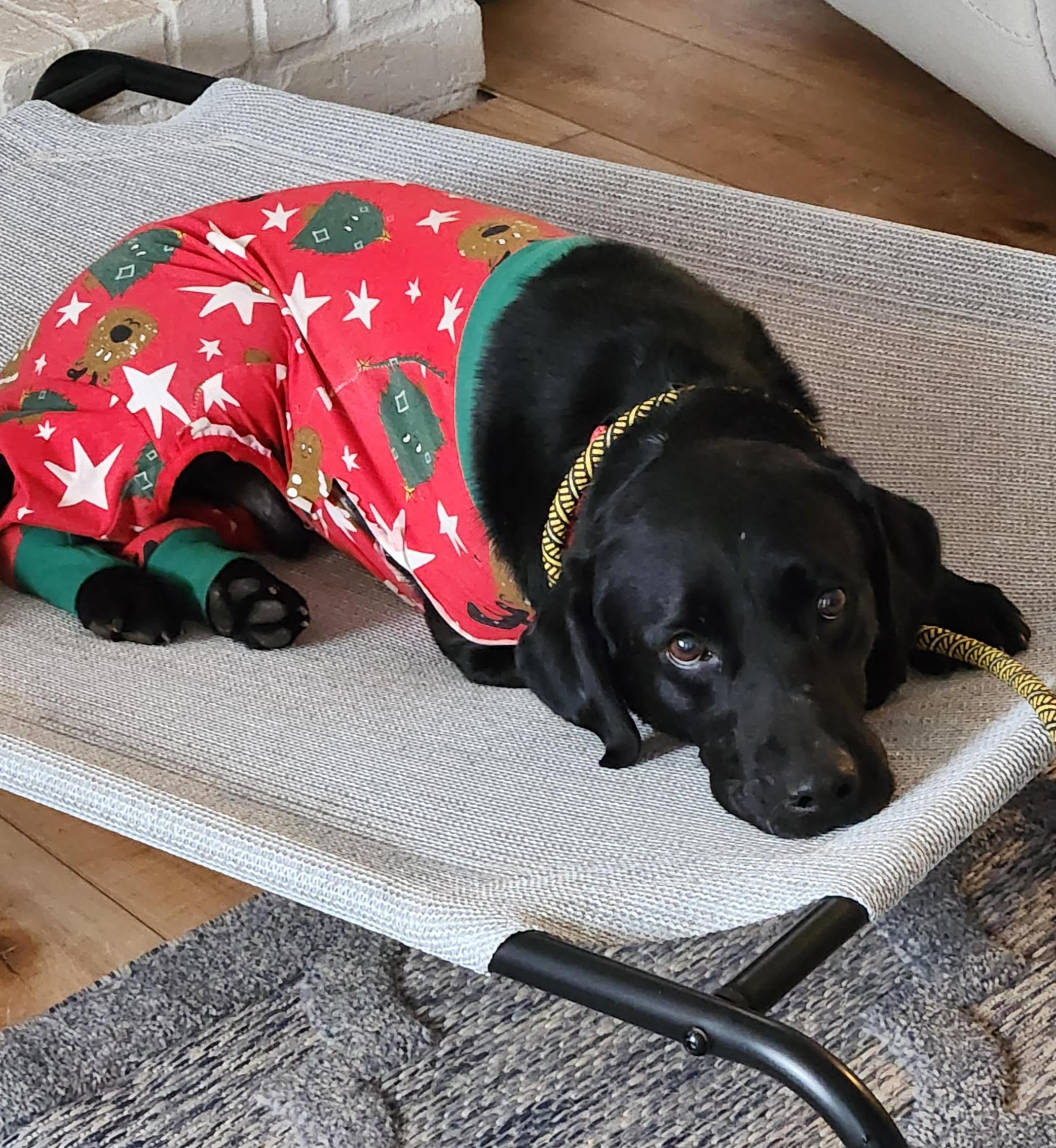 Enlarge Sulley, an adoptable mixed breed in Cumming, GA image 3/5