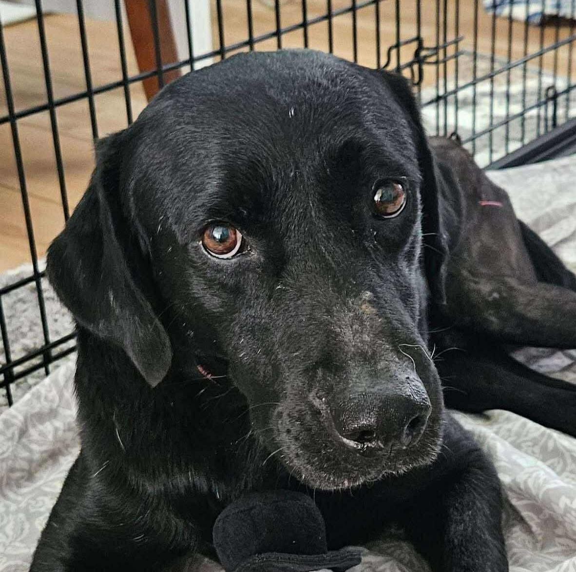 Sulley, adoptable, Adult Male Labrador Retriever.