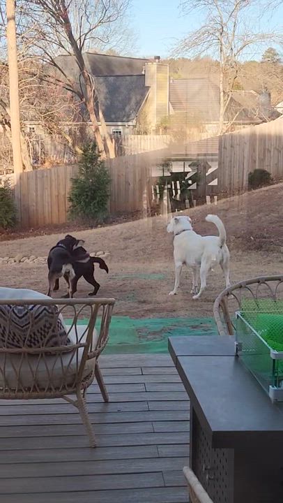 Enlarge Sulley, an adoptable mixed breed in Cumming, GA video 4/5