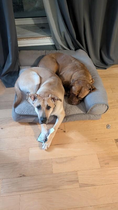 Enlarge Kaycee, a Adoptable Mixed Breed in Athens, ON image 1/6