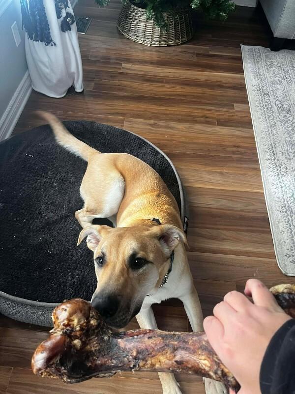 Kaycee, Adoptable, Adult Male Mixed Breed.