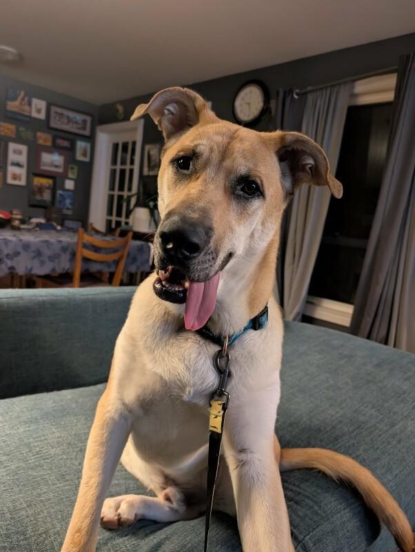 Enlarge Kaycee, a Adoptable Mixed Breed in Athens, ON image 2/6