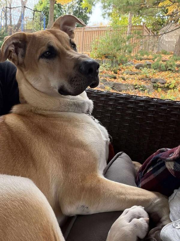 Enlarge Kaycee, a Adoptable Mixed Breed in Athens, ON image 1/4