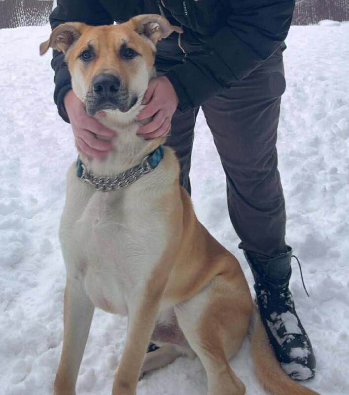 Kaycee, Adoptable, Adult Male Mixed Breed.