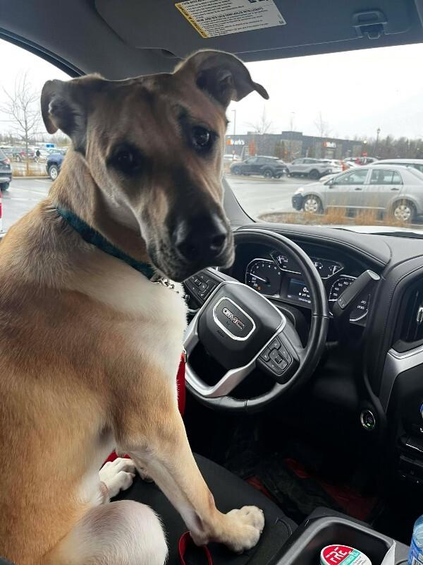 Enlarge Kaycee, a Adoptable Mixed Breed in Athens, ON image 3/6