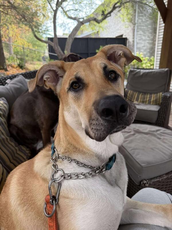 Enlarge Kaycee, a Adoptable Mixed Breed in Athens, ON image 2/4