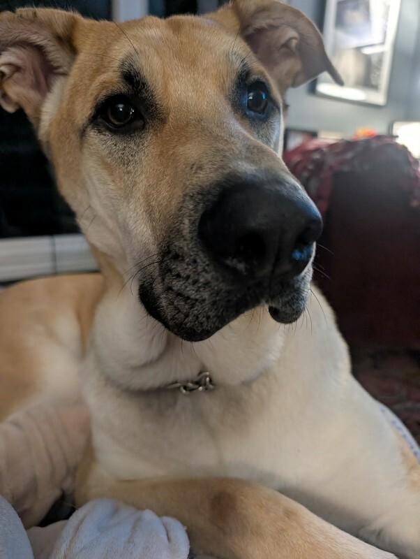 Enlarge Kaycee, a Adoptable Mixed Breed in Athens, ON image 4/6