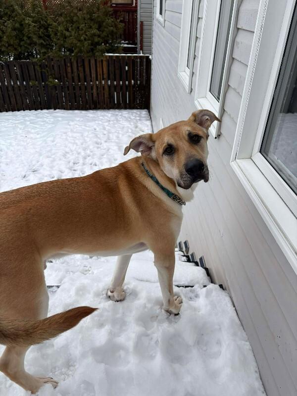 Enlarge Kaycee, a Adoptable Mixed Breed in Athens, ON image 5/6