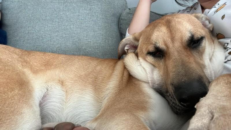 Enlarge Kaycee, a Adoptable Mixed Breed in Athens, ON image 6/6