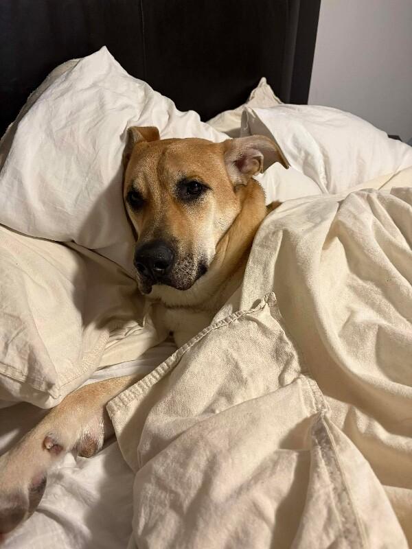 Enlarge Kaycee, a Adoptable Mixed Breed in Athens, ON image 3/6