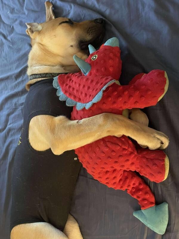 Enlarge Kaycee, a Adoptable Mixed Breed in Athens, ON image 3/4