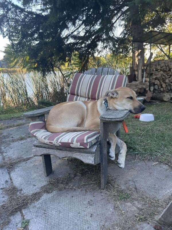 Enlarge Kaycee, a Adoptable Mixed Breed in Athens, ON image 4/4