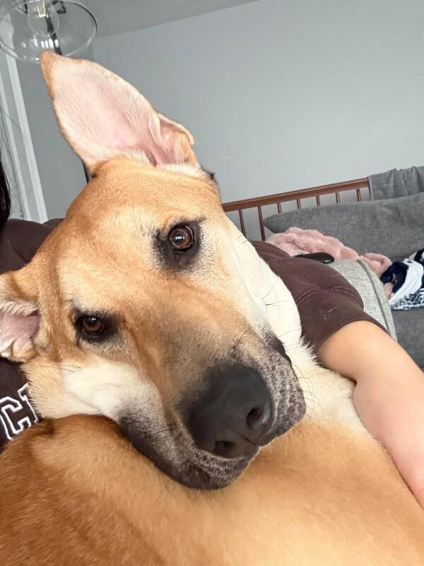 Enlarge Kaycee, a Adoptable Mixed Breed in Athens, ON image 4/6