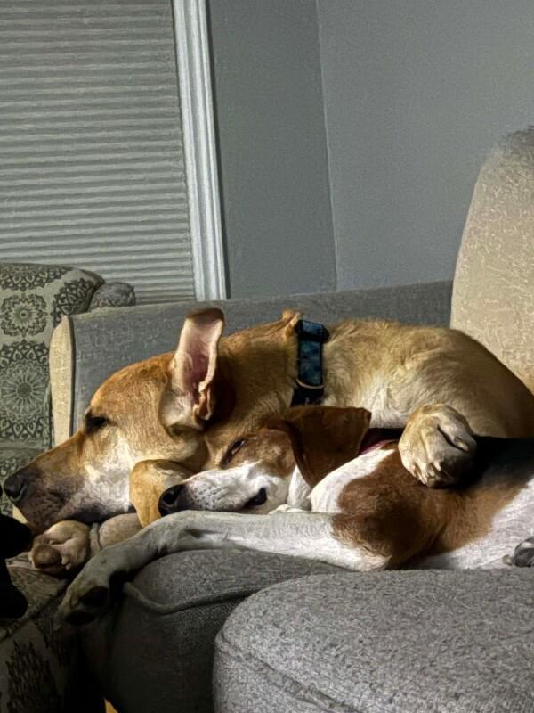 Enlarge Kaycee, a Adoptable Mixed Breed in Athens, ON image 5/6