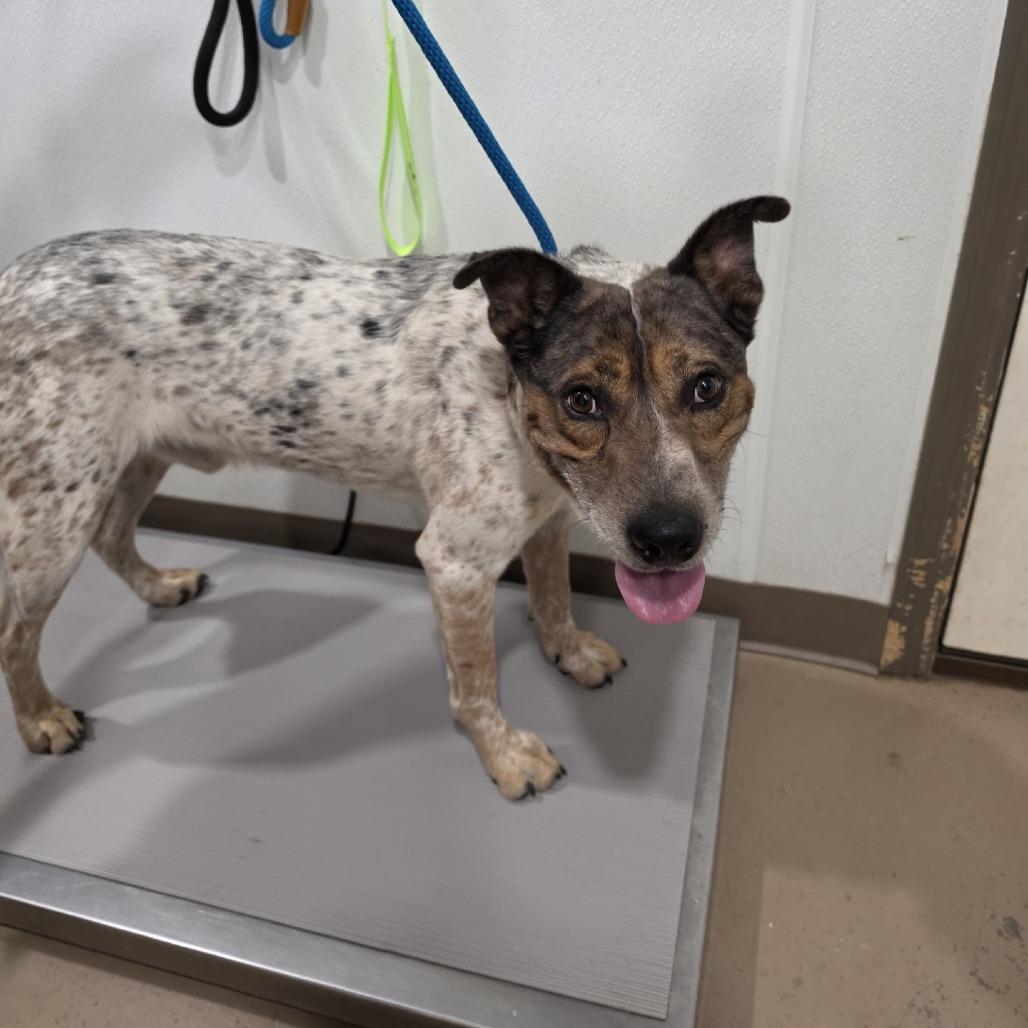 Ranger, Adoptable, Adult Male Cattle Dog & Mixed Breed.