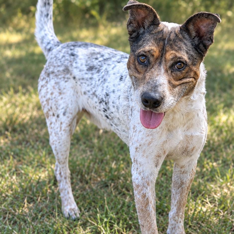 Enlarge Ranger, a Adoptable mixed breed in Buchanan Dam, TX image 2/2