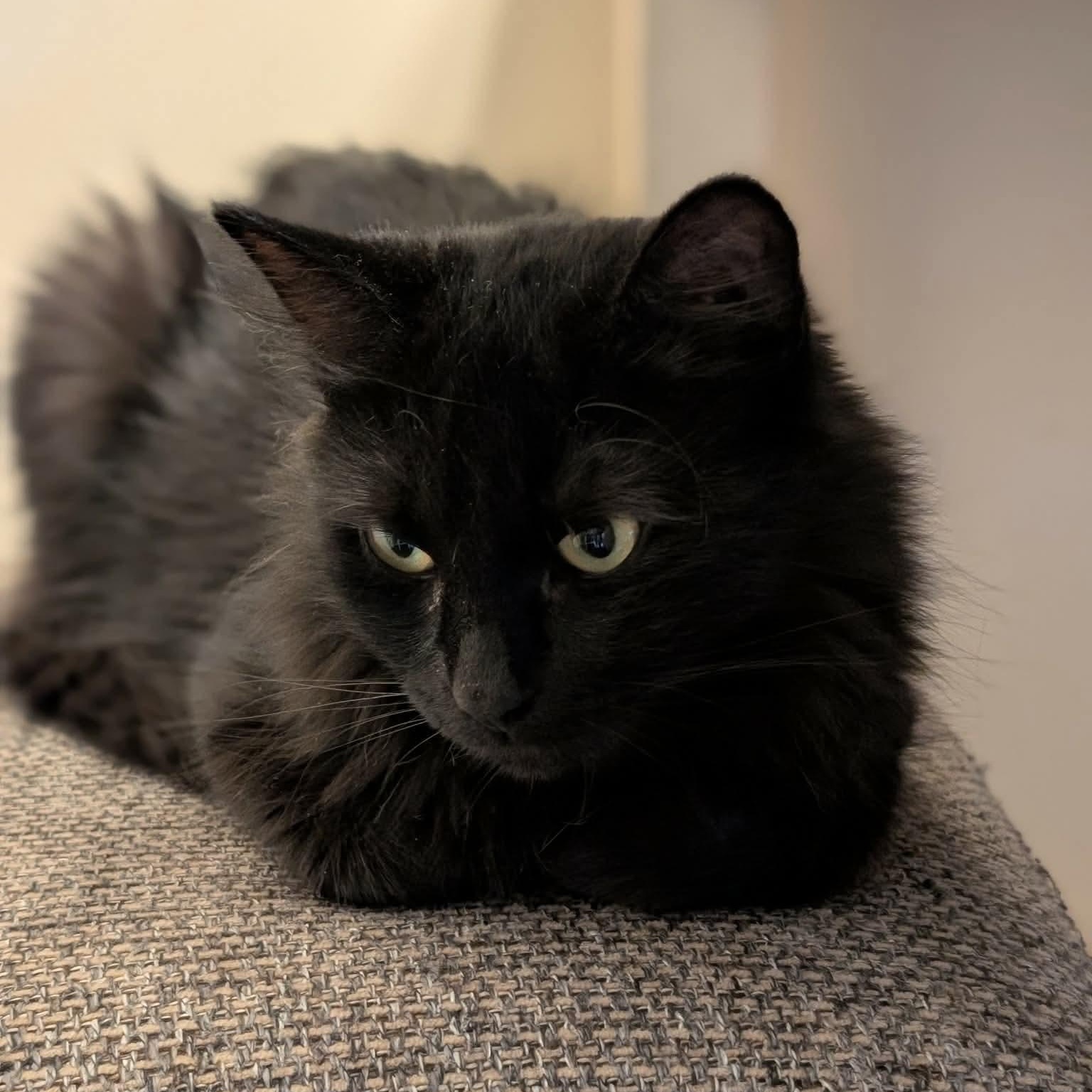 Maggie, adopted, Young Female Domestic Medium Hair.