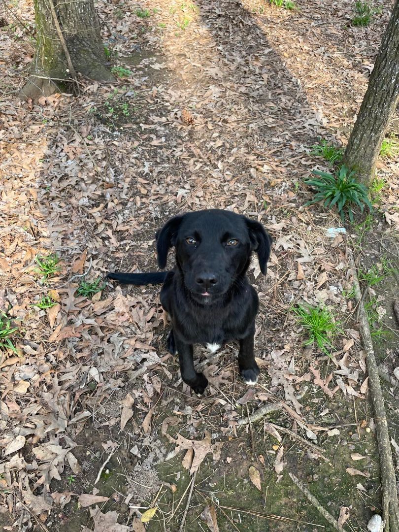 Bullet, Adopted, Puppy Male Black Labrador Retriever & Black Mouth Cur.