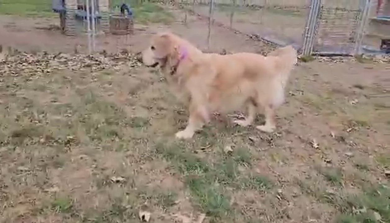 Enlarge Arthur, a Adopted Golden Retriever in Athens, AL video 3/5