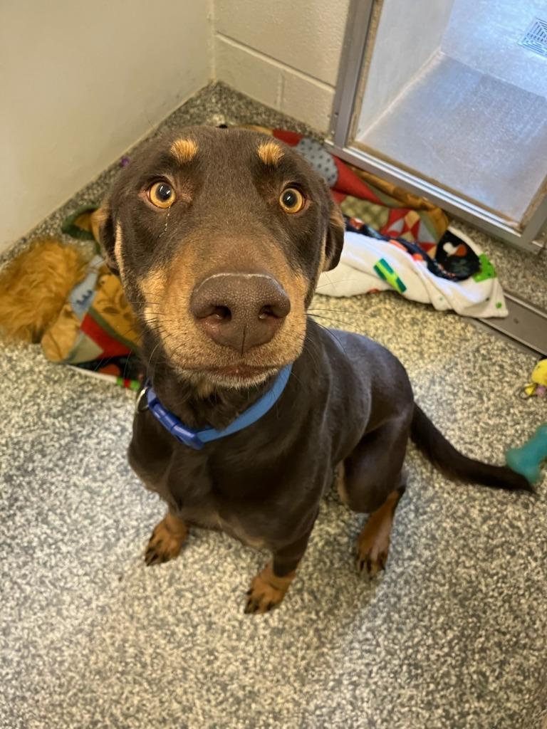 Bonnie, Adoptable, Adult Female Doberman Pinscher & Mixed Breed.