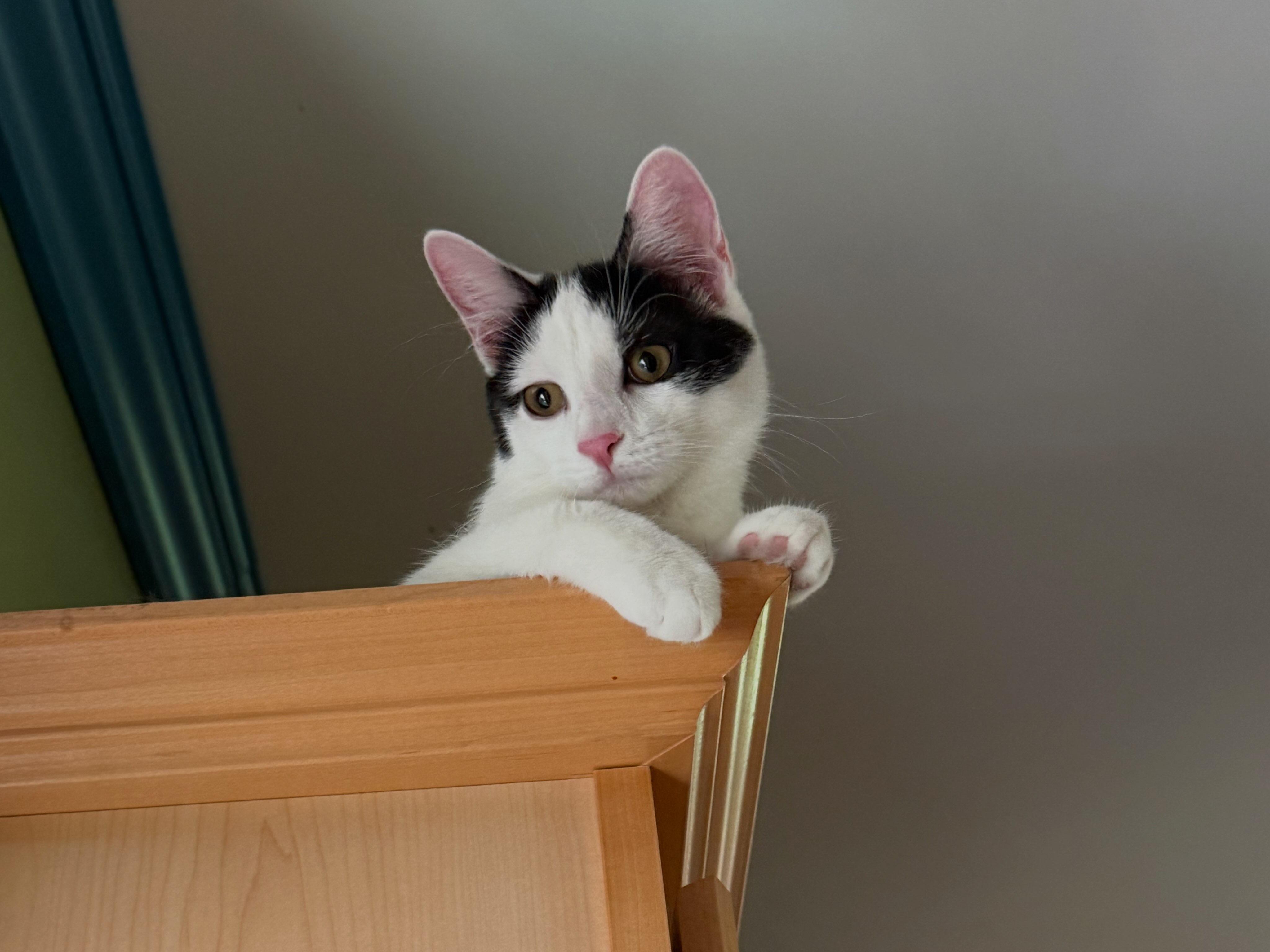 Enlarge Gabriella, a Adoptable Domestic Short Hair in Aurora, IL image 4/5