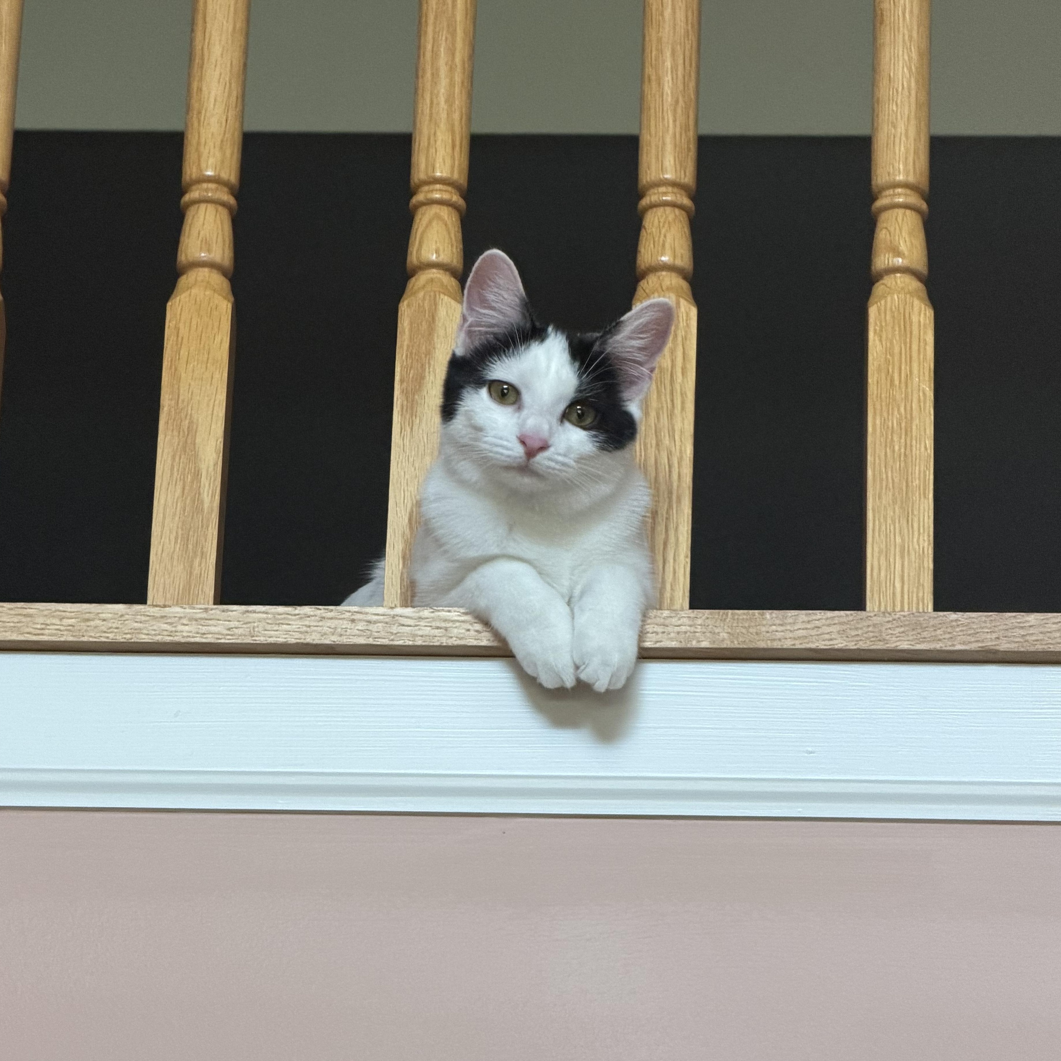 Enlarge Gabriella, a Adoptable Domestic Short Hair in Aurora, IL image 2/5