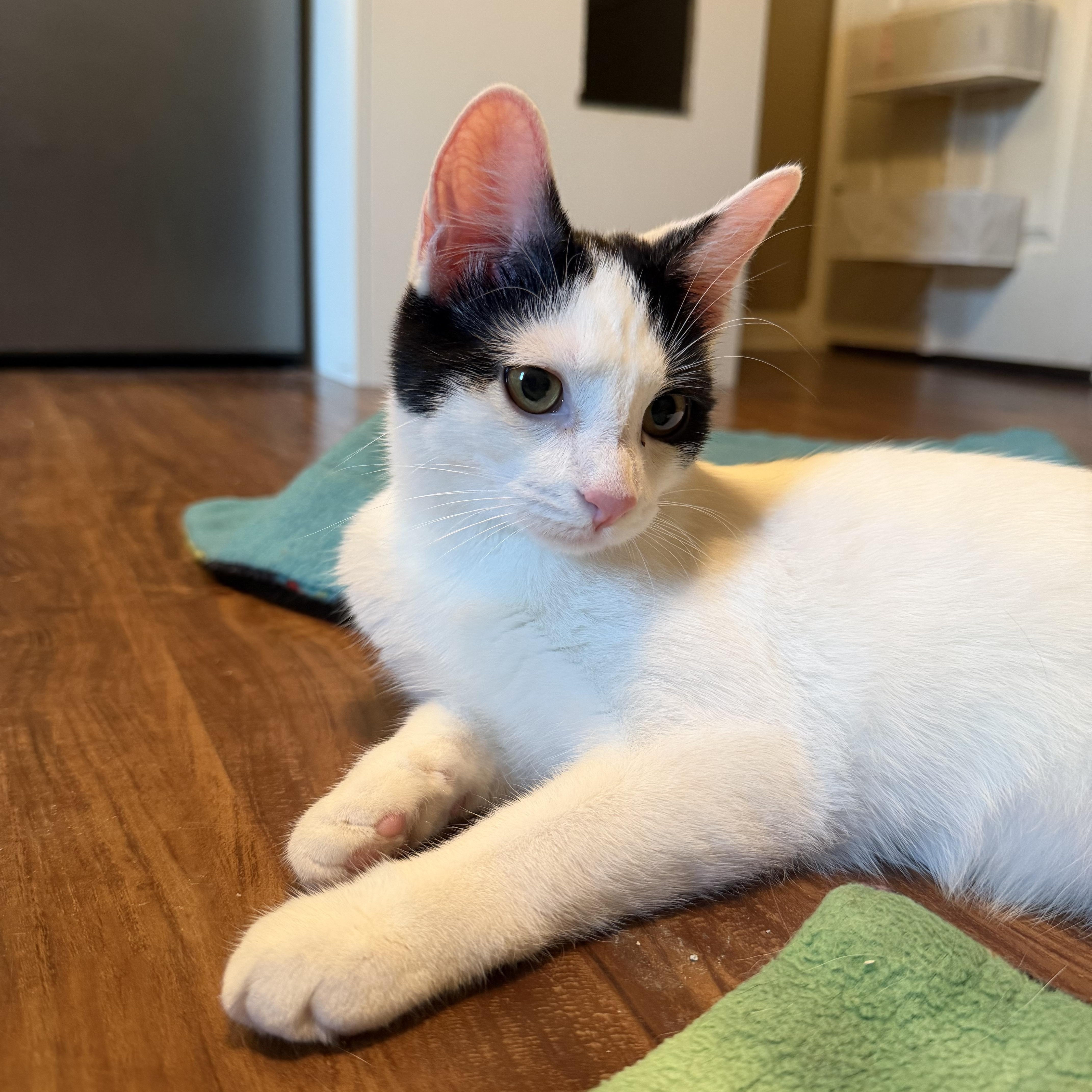 Enlarge Gabriella, a Adoptable Domestic Short Hair in Aurora, IL image 1/5