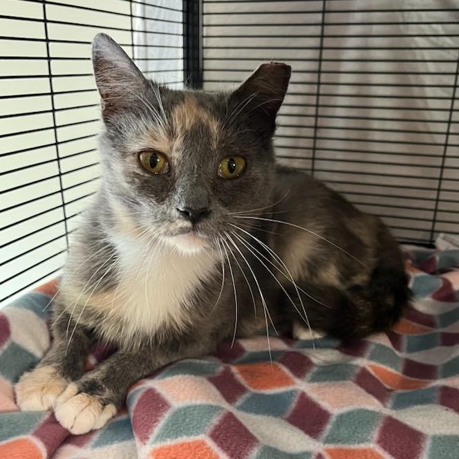 Enlarge Periwinkle, a Adoptable mixed breed in Waldorf, MD image 1/4
