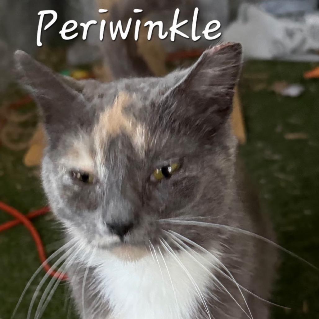 Enlarge Periwinkle, a Adoptable mixed breed in Waldorf, MD image 2/4